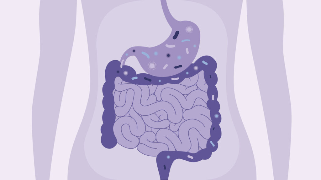 The Second Brain in Your Belly: How Your Gut Health Dictates Your Mood